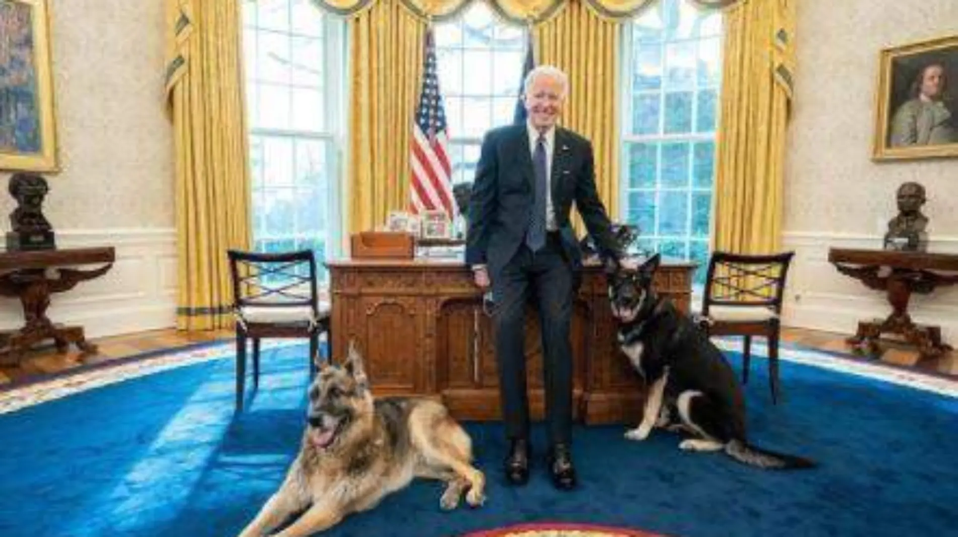 perros biden